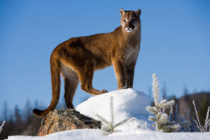 A new HSUS video underscores the harms caused by trophy hunting of mountain lions