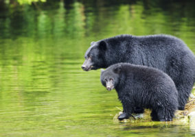 Breaking news: Florida commissioners reject trophy hunt, spare bears for at least two years
