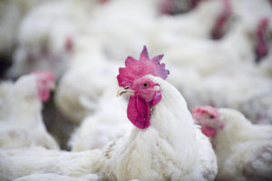 Putting the campaign to help broiler chickens on the front burner