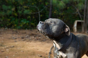 Breaking news: Mexico adopts felony-level penalties for dogfighting