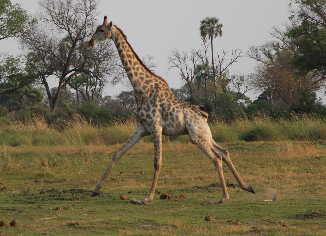 The HSUS calls on the United States to stand tall and provide enhanced protections for giraffes