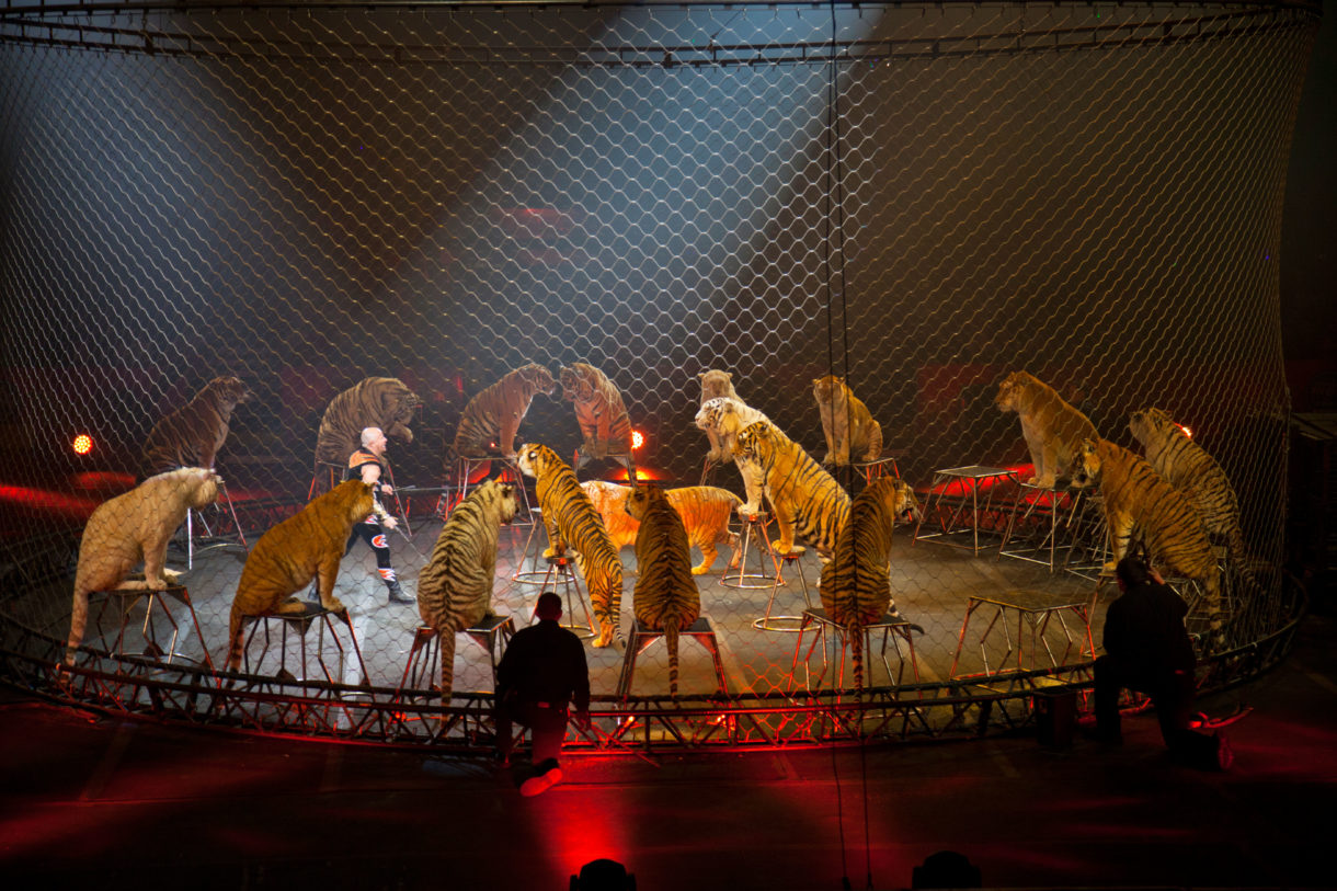 Breaking news: Los Angeles to ban use of all wild animals in circuses