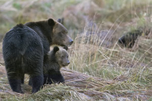 Time for British Columbia to end its disgraceful assault on grizzly bears