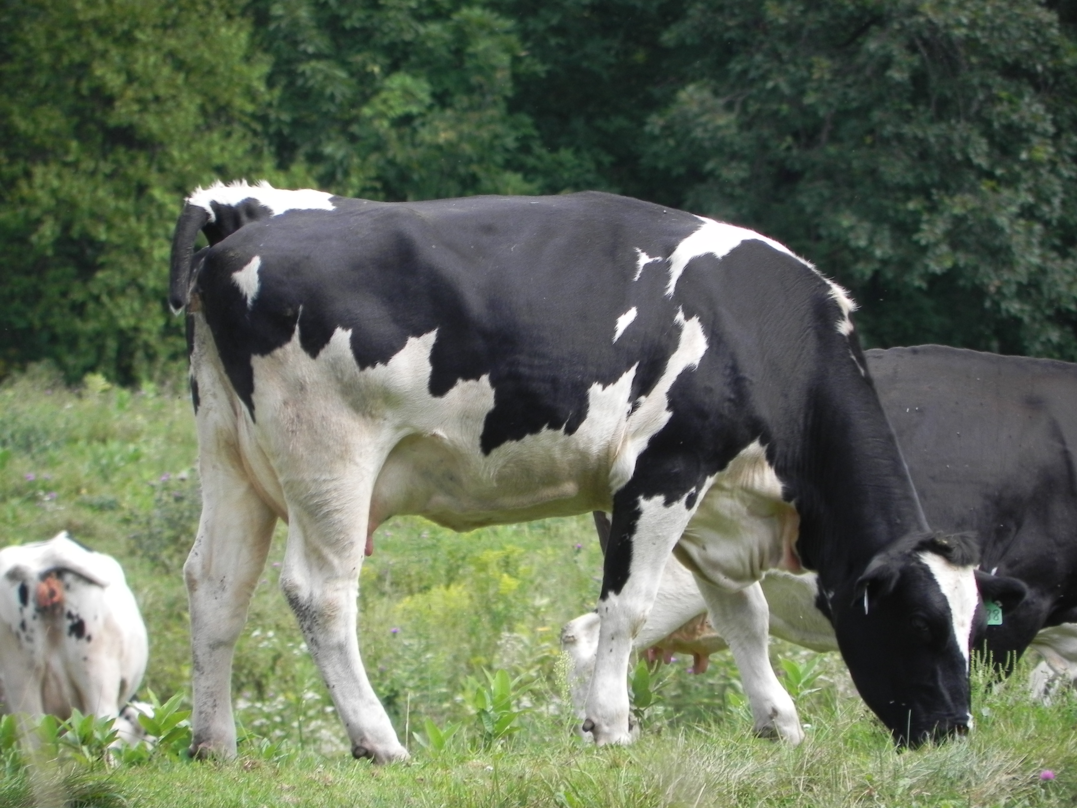 Cow tail. Cows long Tails. Ben and Jerry Cow.