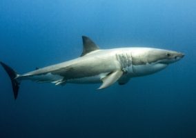 Shark Week in the U.S. Senate