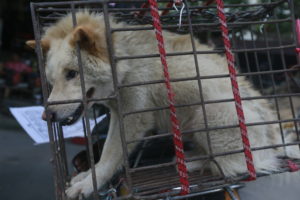 Breaking news: Dog meat sales at China’s Yulin festival likely banned for 2017