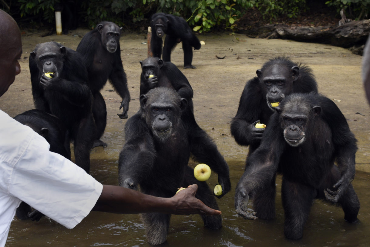 Breaking news: The HSUS, New York Blood Center announce landmark agreement for care of Liberian chimpanzees