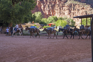 Finding a common trail to help working horses on tribal lands in Arizona