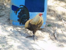Breaking news: The HSUS assists with largest-ever cockfighting bust in U.S. history