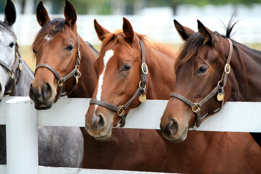 The U.S. should end widespread doping of racing horses