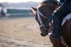 Federal legislation introduced to ban doping of horses