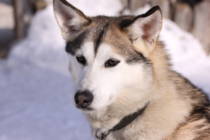 New documentary takes aim at sled dog industry