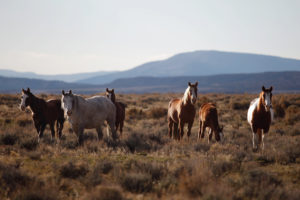 BLM plotting war on wild horses