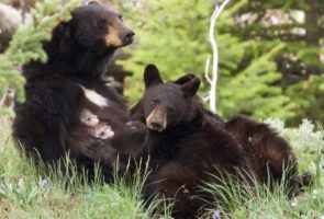 States on the attack against black bears, grizzly bears
