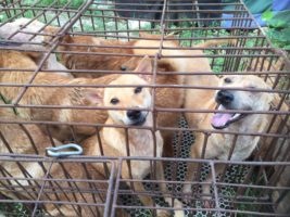New signs of hope and despair on dog and cat meat trade in China, with Yulin festival looming