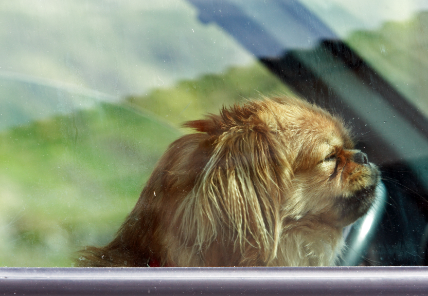 More states say ‘yes’ to breaking into cars when a dog is at risk