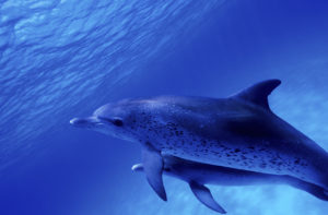 Japan’s infamous dolphin hunts target two new species