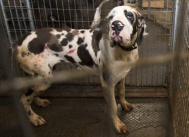 Breaking news: The HSUS intervenes to stop outsized cruelty at a puppy mill in New Hampshire