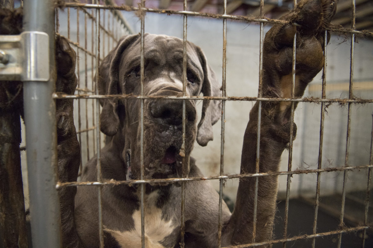 Great Danes got minimal care at New Hampshire mansion of horrors