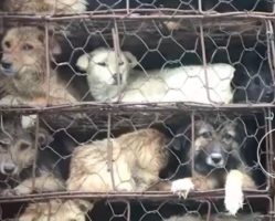 Authorities seize truck with more than 800 dogs, jam-packed in cages, bound for slaughter