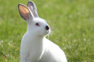 Key federal lawmakers agree that U.S. should stop lagging on banning animal testing for cosmetics