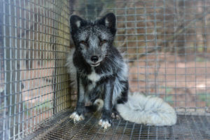 Online retailer for Prada, Gucci, Michael Kors, and Burberry goes fur-free