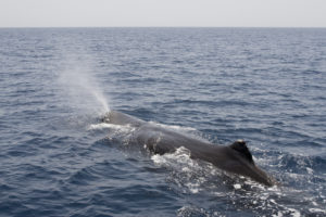 Department of Commerce move to nix protections for whales, dolphins, turtles makes no sense