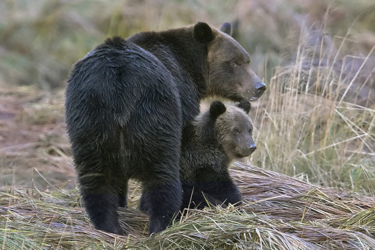 Trump administration puts Yellowstone grizzlies in the crosshairs