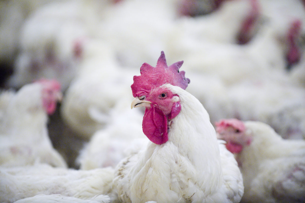 Super Sonic progress for chickens, even as some in the poultry industry attempt to dig in