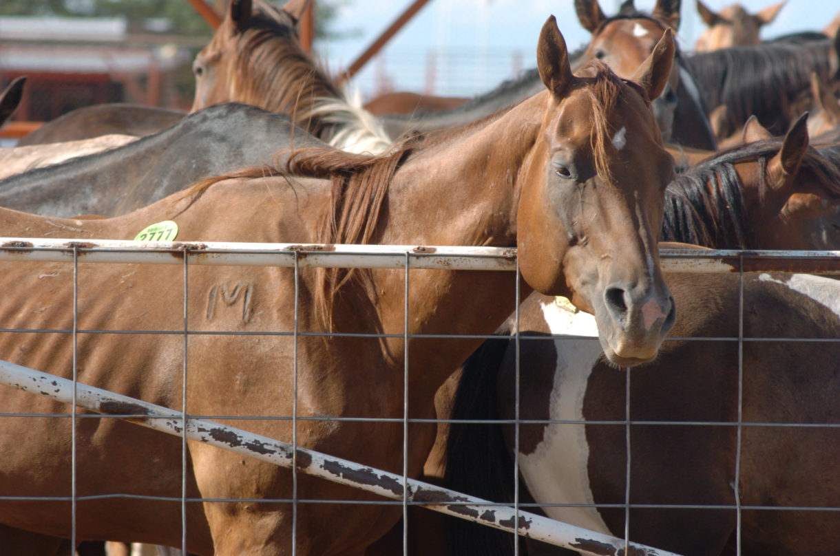 Breaking news: Key House committee votes to reopen horse slaughter plants  in . · A Humane World