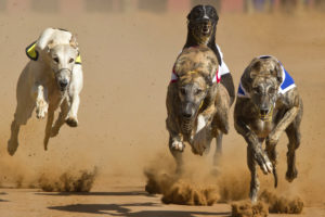 Doping scandal adds to reputational issues for greyhound racing industry 