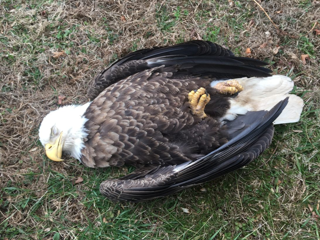 The HSUS reports that bald eagles can’t soar with lead weighing them down