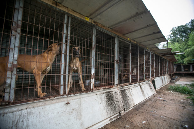 dogs in a south korea dog meat farm