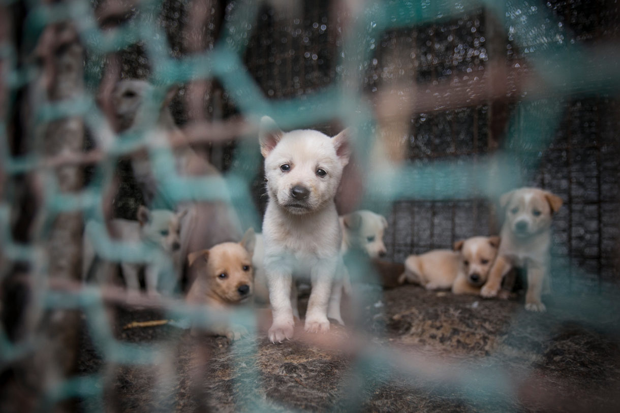 Humane Society International saves 149 more dogs destined for butcher in South Korea