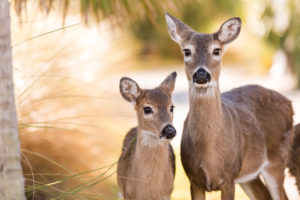 EPA gives thumbs up on vaccine to manage deer populations humanely