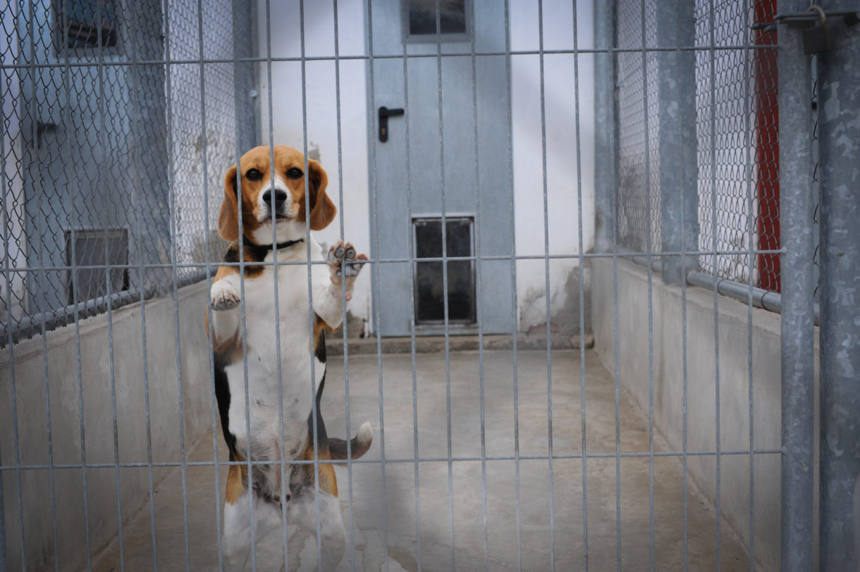 U.S. House could vote today to ban VA’s invasive, painful experiments on dogs