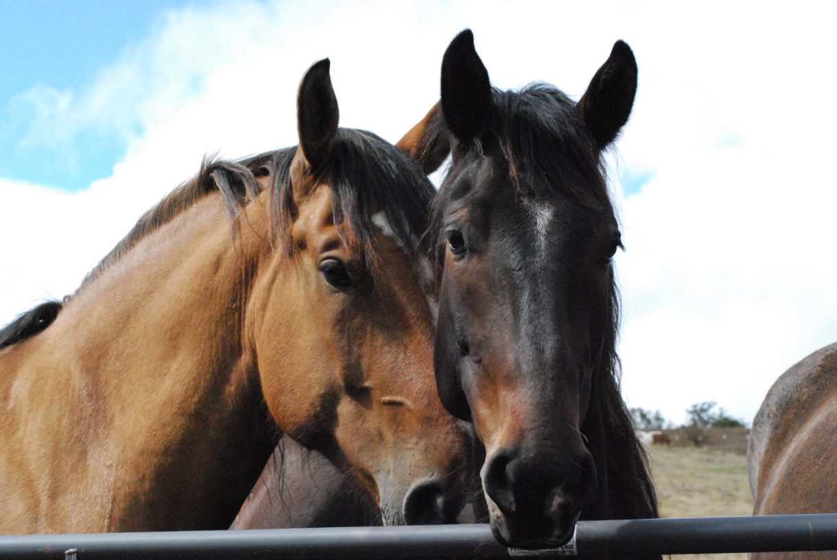 Breaking news: Key Senate committee says ‘neigh’ to reopening U.S. horse slaughter plants