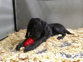 Great Danes recuperating, NH political leaders rallying to strengthen laws