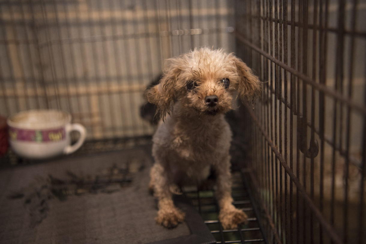 USDA continues near-total eclipse of puppy mill and horse soring reports