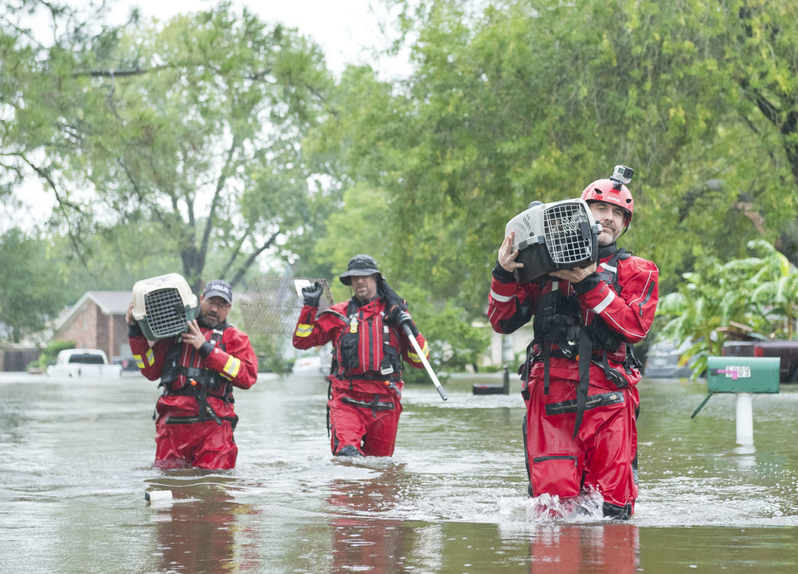 HSUS rescuers wade through Texas floods to save, evacuate animals