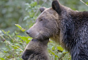 The HSUS goes to federal court on behalf of Yellowstone’s grizzly bears