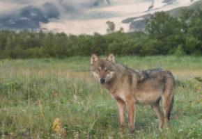 Breaking news: Federal appeals court rules to maintain protections for Great Lakes wolves
