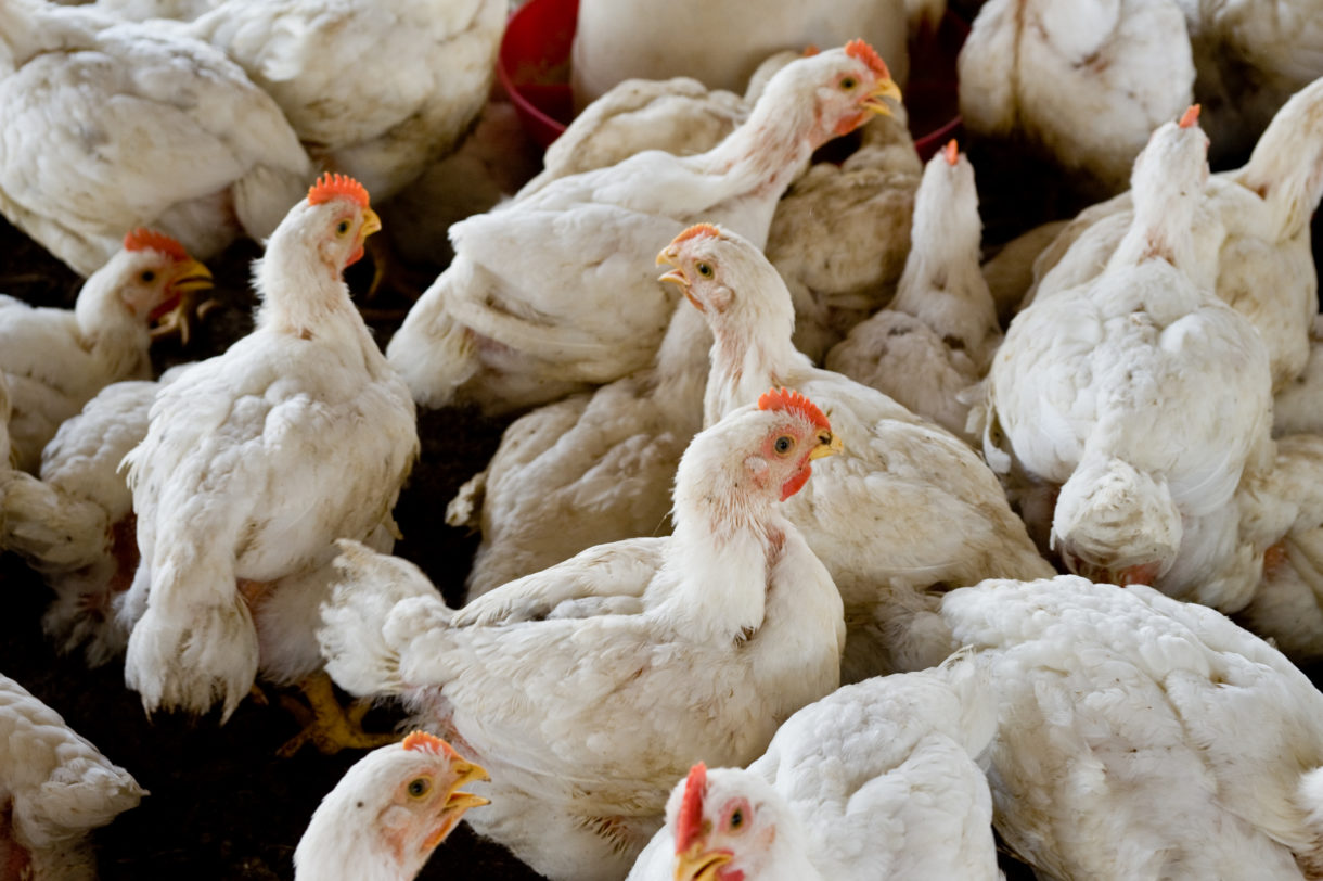 Breaking news: Campbell Soup announces major reforms for broiler chickens