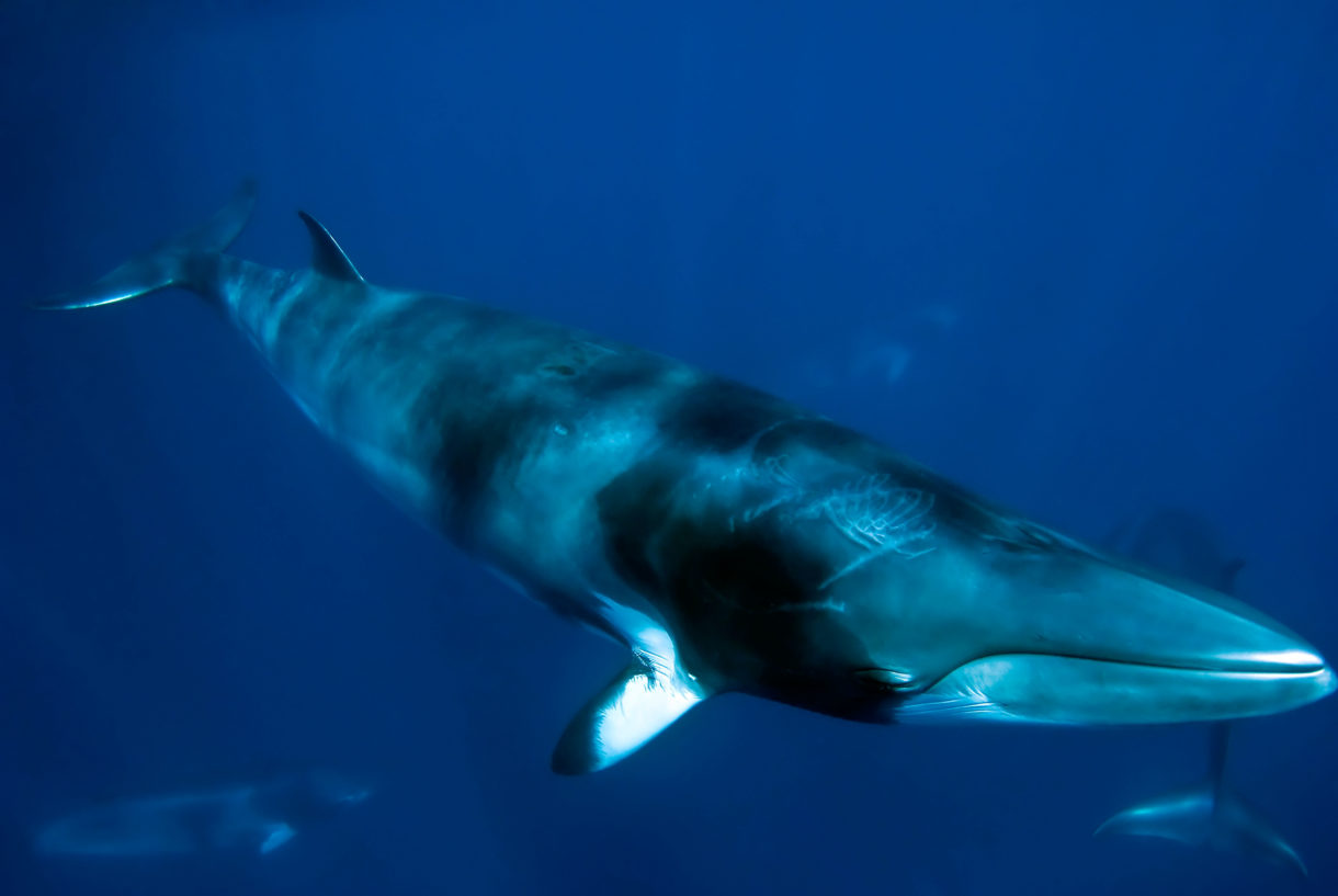 Japan deserves worldwide condemnation for commercial whaling masquerading as ‘science’