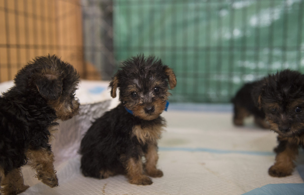 California leads again – this time, in fighting puppy mills