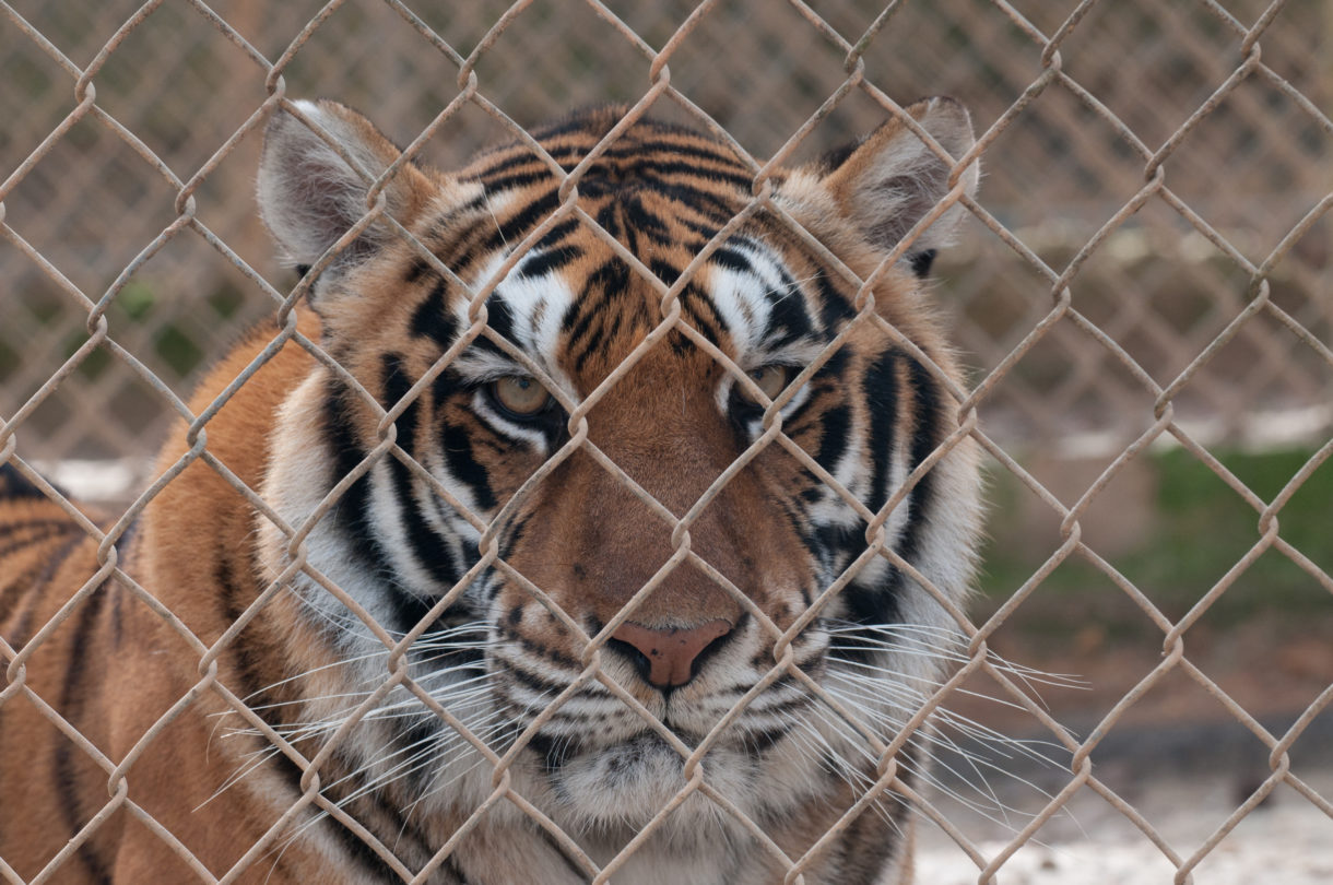 HSUS, top zoos can together be a force for good