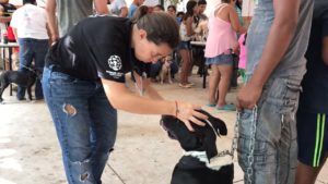 HSI helps more than 1,300 animals in Mexico after first earthquake, while Hurricane Maria scours Caribbean islands