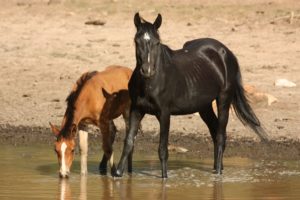 The federal government must reject mass killing of America’s wild horses and burros