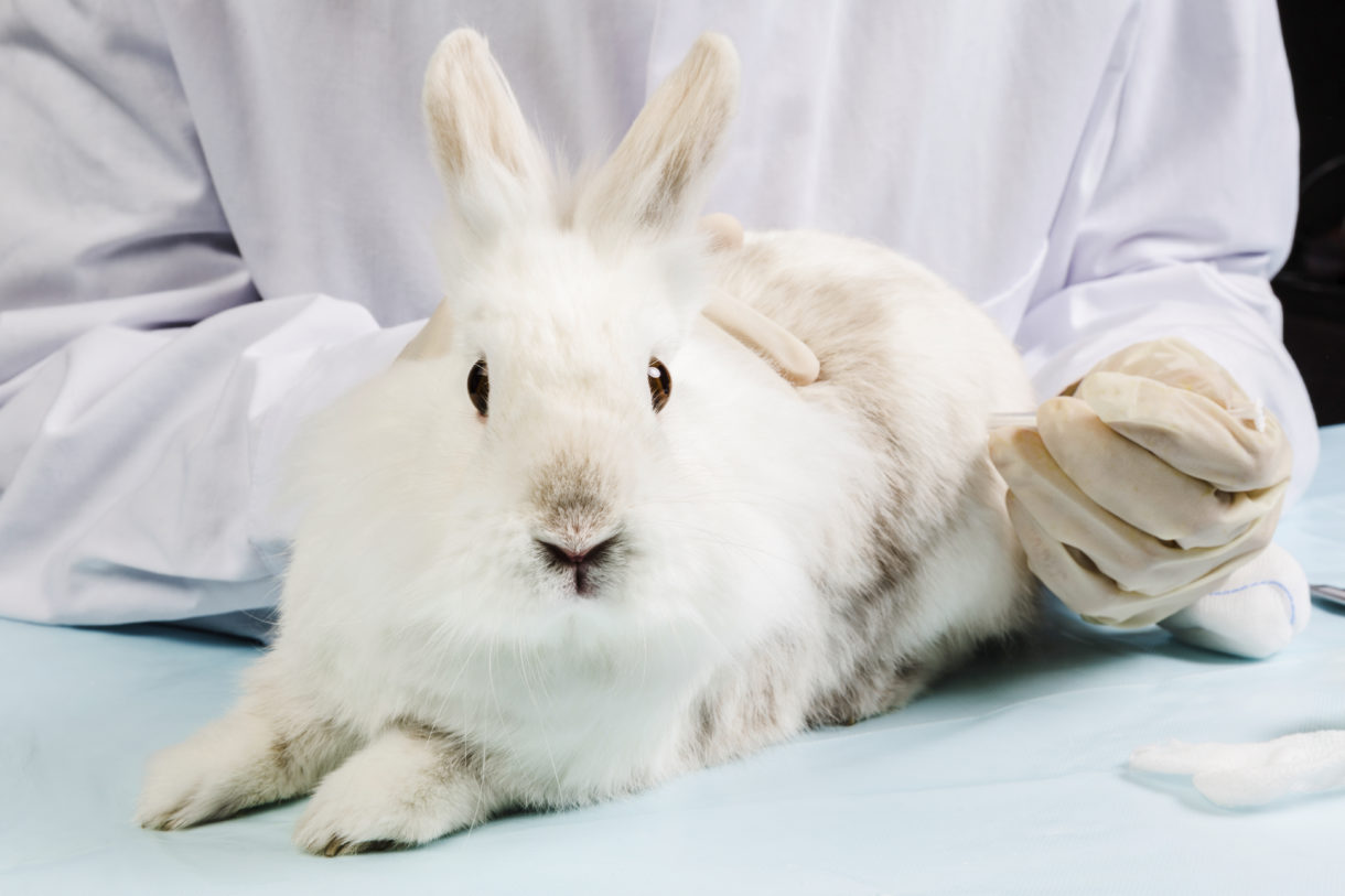 HSUS calls on L'Oréal to embrace a global ban on animal testing for  cosmetics · A Humane World