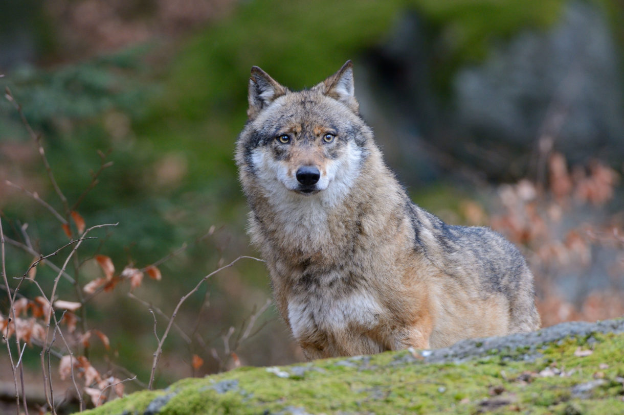 Alaska lawmaker plots yet another assault on wolves, grizzlies on federal lands